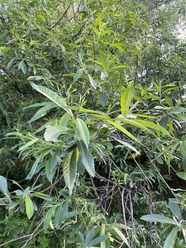 Наблюдение на iNaturalist