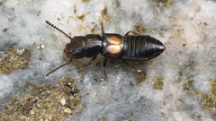 Platystethus cornutus