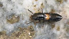 Platystethus cornutus
