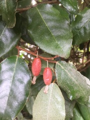 Elaeagnus