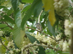 Phyllomyias griseiceps