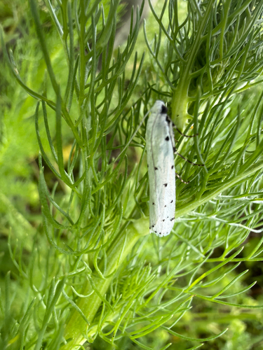 Thistle Ermine