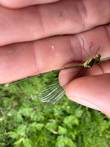 Western Willow Spreadwing