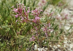 Centranthus longiflorus