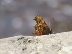 European Comma European Comma