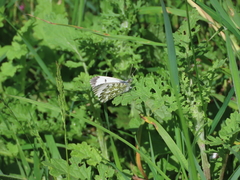 orange-tip orange-tip
