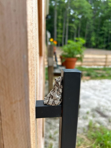 Cope's Gray Tree Frog observed by the_cryptobiologist