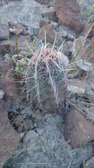 Thelocactus bicolor bicolor