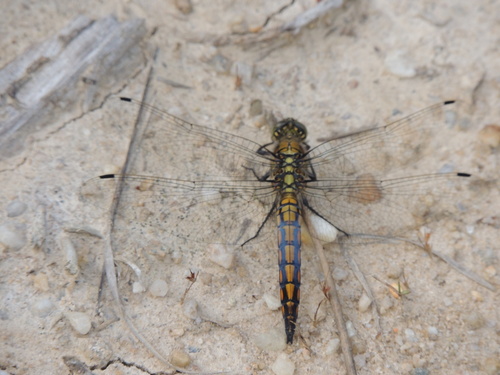 Black-tailed Skimmer