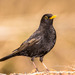 Eurasian Blackbird - Photo (c) Александр, some rights reserved (CC BY-NC-SA), uploaded by Александр