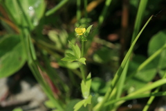 Ranunculus chinensis