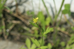 Ranunculus chinensis
