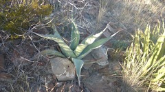 Agave asperrima