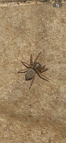 Half-edged Wall Jumping Spider