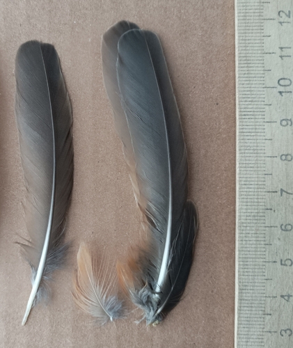 Plume de Grive mauvis