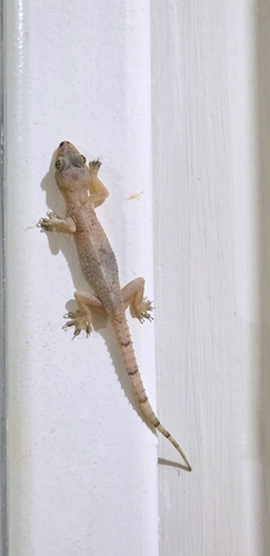 Tropical House Gecko