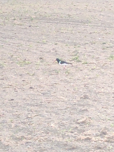 Eurasian Oystercatcher