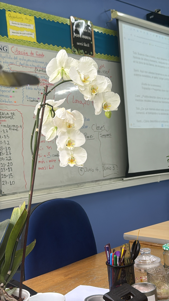 Moth orchid with exposed aerial roots