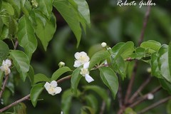 Campomanesia guaviroba