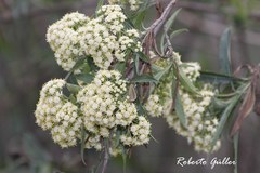 Baccharis perulata