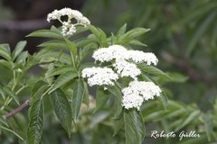 Sambucus peruviana