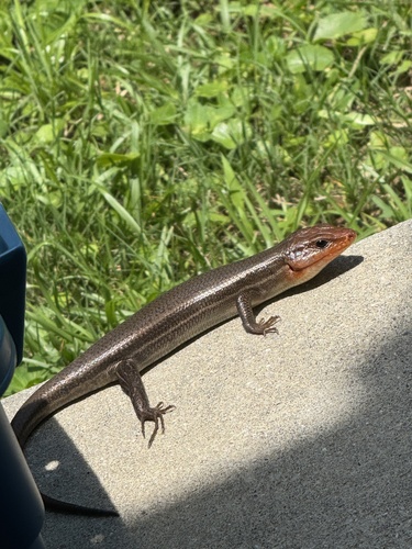 Broad-headed Skink observed by kallippide