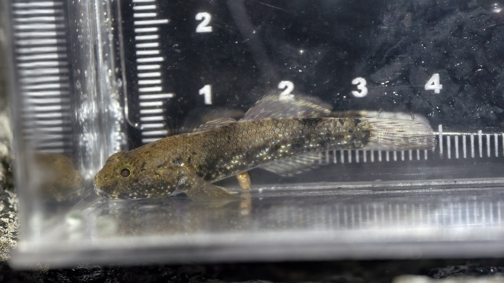 Brownlined Goby