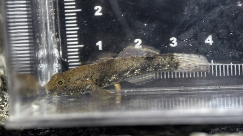 Whitespotted Frillgoby (Bathygobius coalitus)