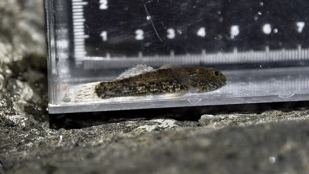 Whitespotted Frillgoby (Bathygobius coalitus) — recorded at Gili Renggit Timur
