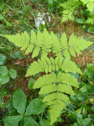 northern oak fern