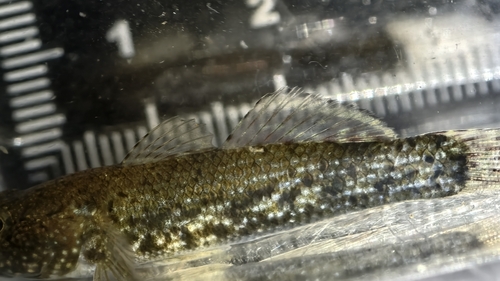 Whitespotted Frillgoby (Bathygobius coalitus)