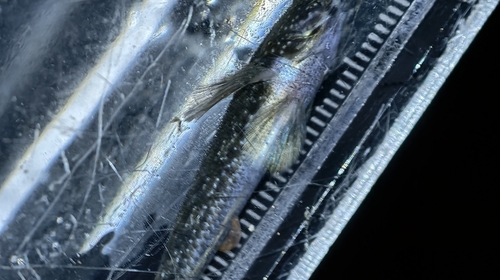 Whitespotted Frillgoby (Bathygobius coalitus)