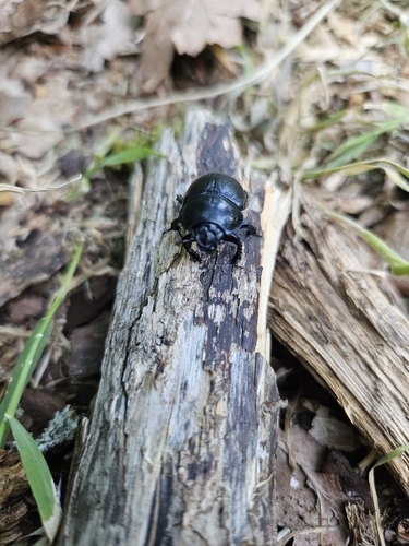 Woodland Dor Beetle
