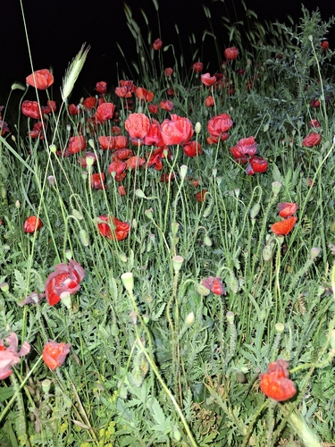 common poppy