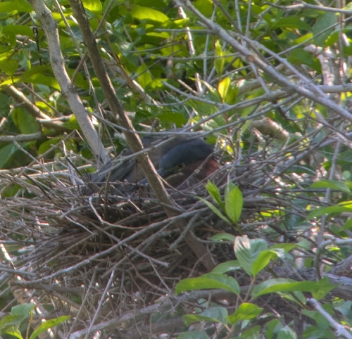 Green Heron