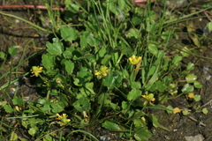 Halerpestes sarmentosa