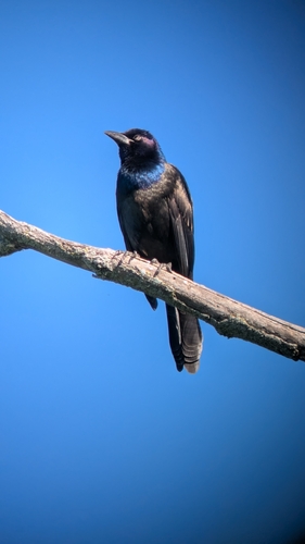 Common Grackle