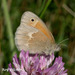 Inornate Ringlet - Photo (c) roy pilcher, some rights reserved (CC BY-NC), uploaded by roy pilcher