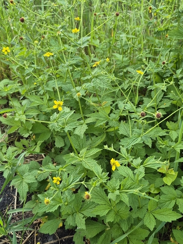 Wood Avens