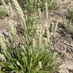 Plantago wrightiana