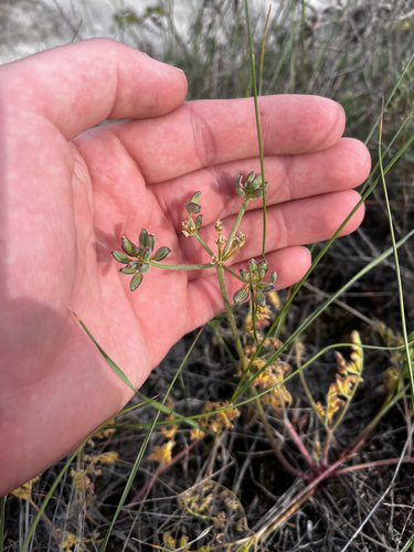 Lomatium foeniculaceum, photograph 6