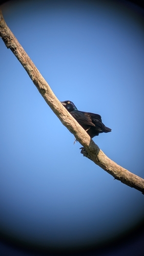 Common Grackle