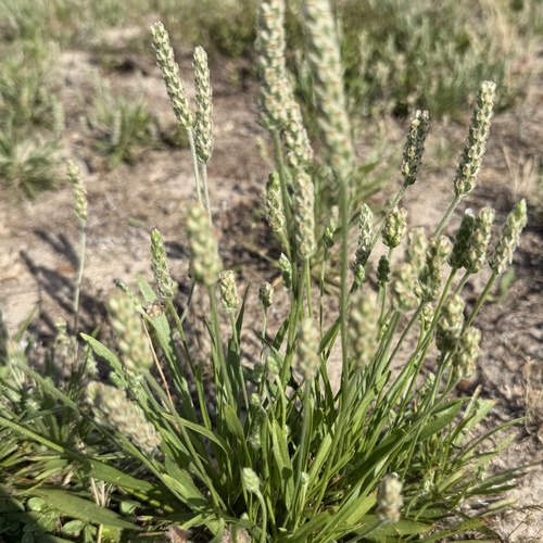 Plantago wrightiana, photograph 1