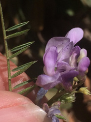 Vicia ludoviciana