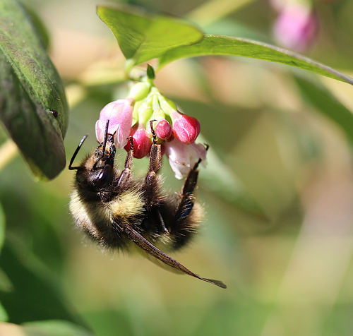 Sitka Bumble Bee