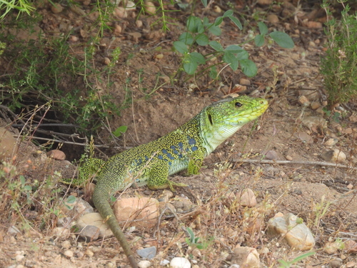 Ocellated Lizard