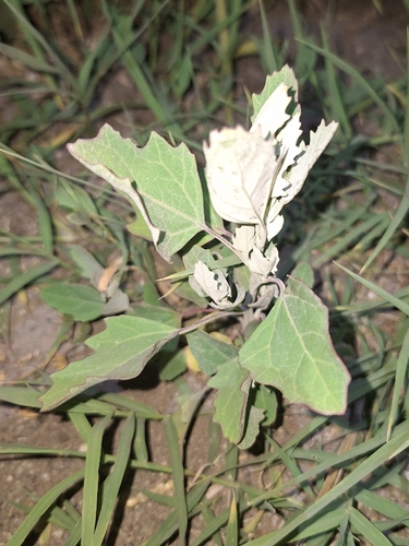 Common Lambsquarters