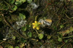 Halerpestes sarmentosa