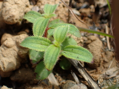 Osbeckia chinensis