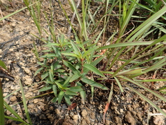 Osbeckia chinensis